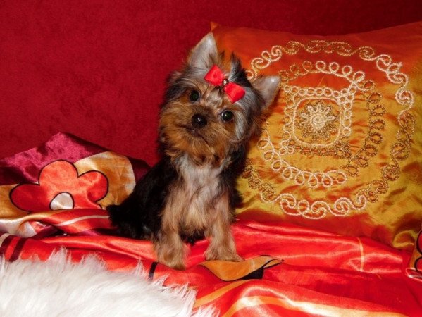 Yorkshire Terrier, Yorki