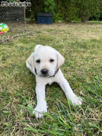 Labrador kiskutyák