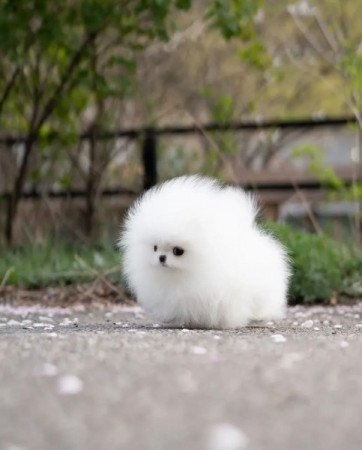 Pomeranian