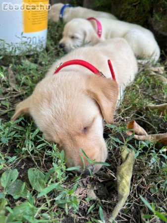 Labrador kiskutyák