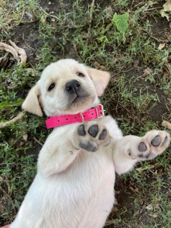 Labrador retriever