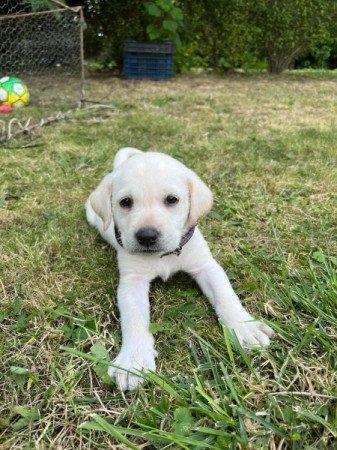 Labrador retriever