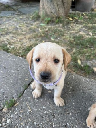 Labrador retriever