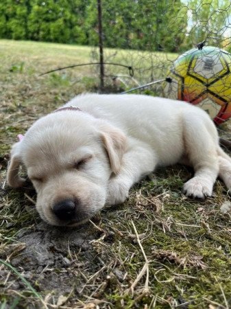 Labrador retriever