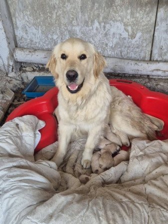 golden retriever