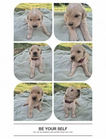 golden retriever