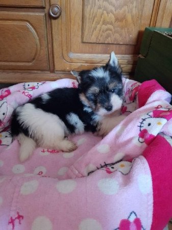 Biewer yorki yorkshire