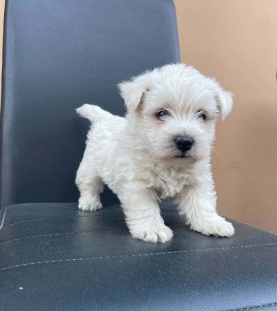 Westie