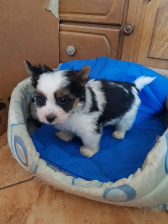 Biewer yorki yorkshire