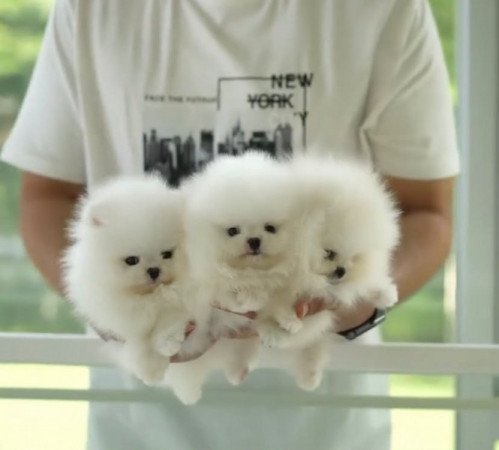 Pomeranian