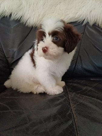 bichon havanese