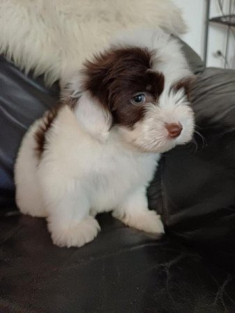 bichon havanese