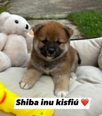 Shiba inu