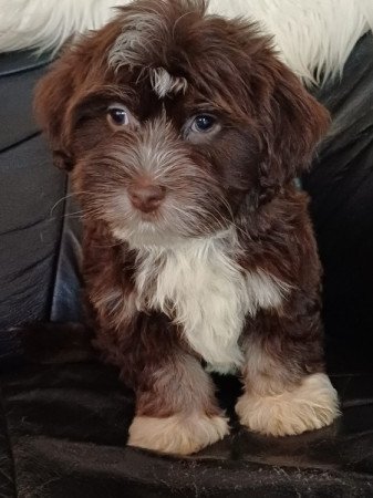 bichon havanese