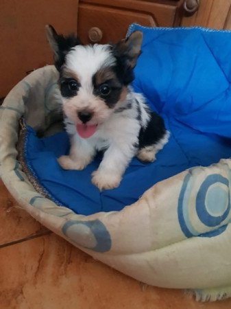 Biewer yorki yorkshire