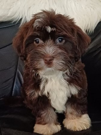 bichon havanese