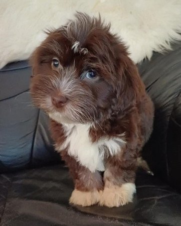 bichon havanese