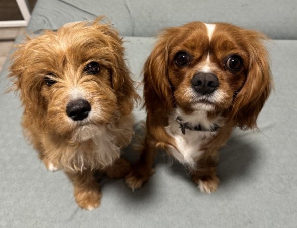 Cavapoo