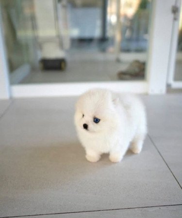 Pomeranian