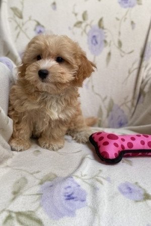 Maltipoo