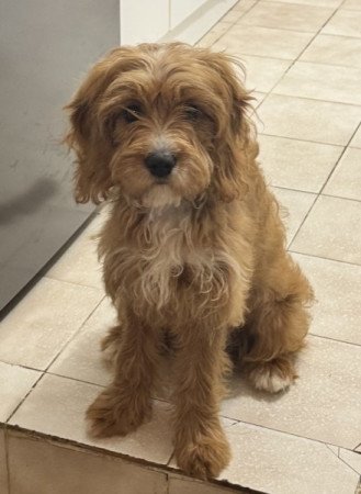 Cavapoo