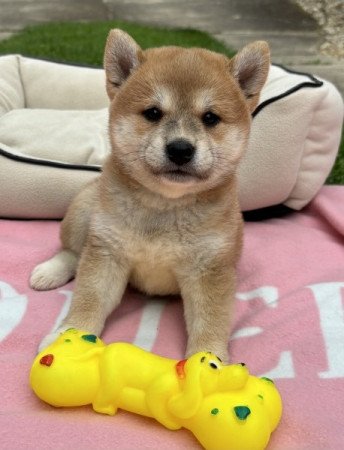 Shiba inu