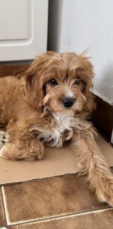 Cavapoo
