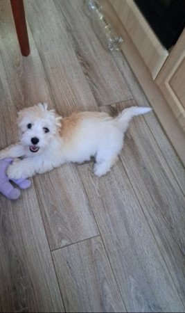 Bichon havanese