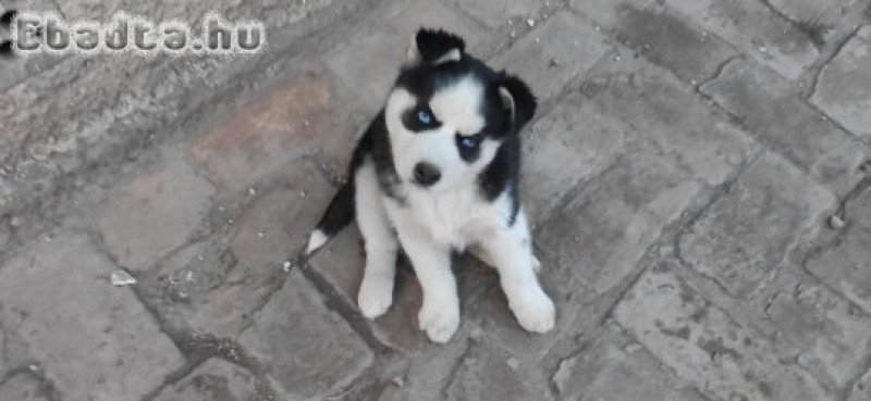 Husky fajtatiszta jellegű kutyusok eladók