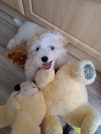 Bichon havanese