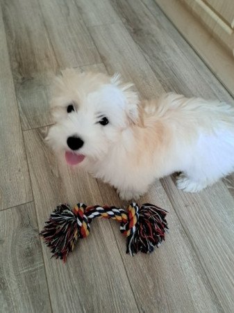 Bichon havanese
