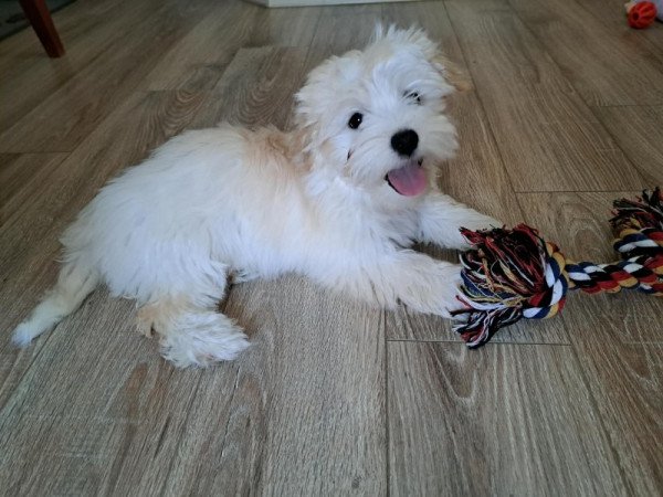 Bichon havanese