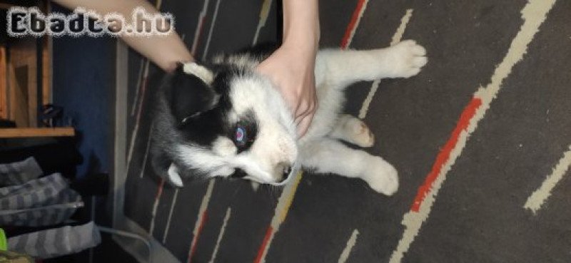 Husky fajtatiszta jellegű kutyusok eladók