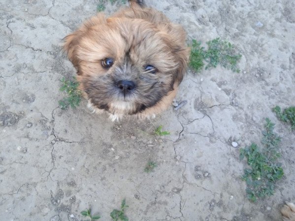 shi tzu