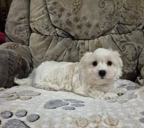 Bichon havanese