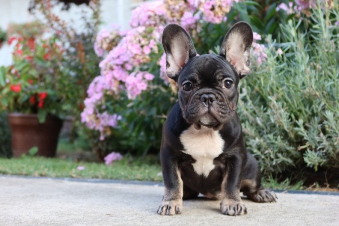 Francia bulldog