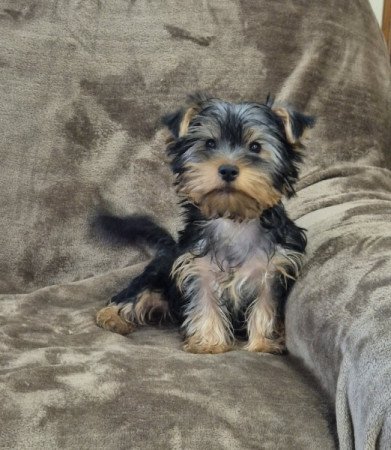Yorkshire terrier