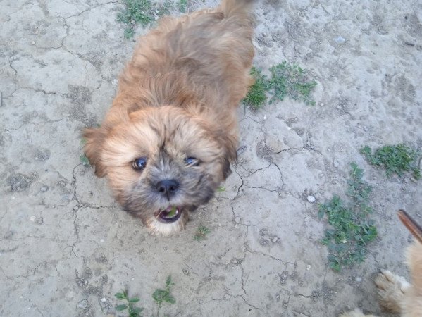 shi tzu