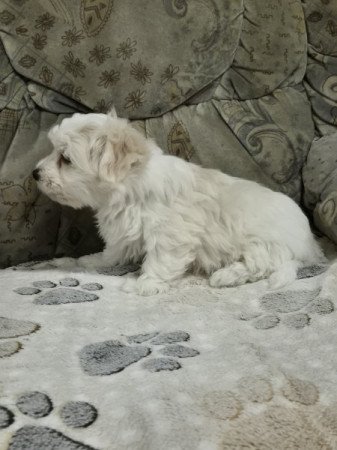 Bichon havanese