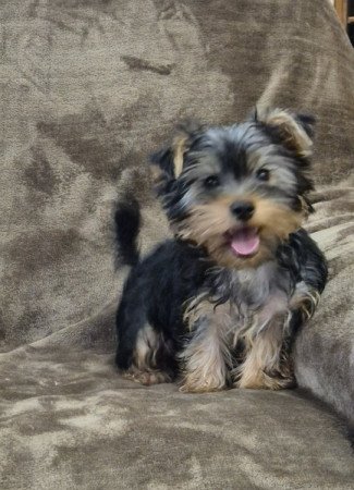Yorkshire terrier