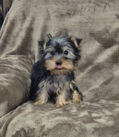 Yorkshire terrier
