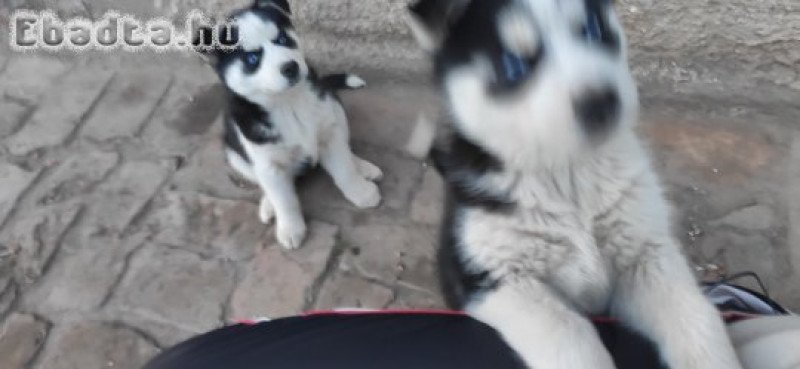 Husky fajtatiszta jellegű kutyusok eladók