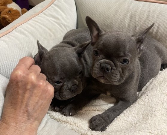 Francia bulldog
