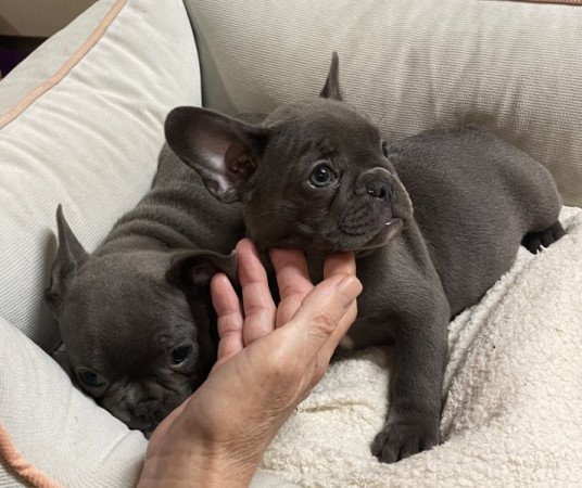 Francia bulldog