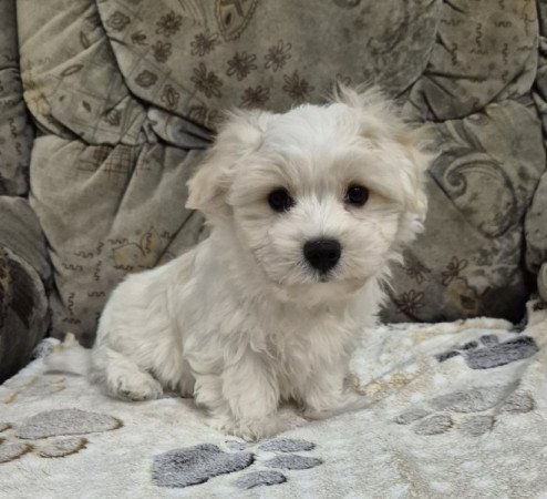 Bichon havanese