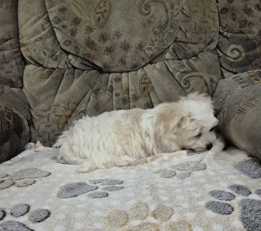 Bichon havanese