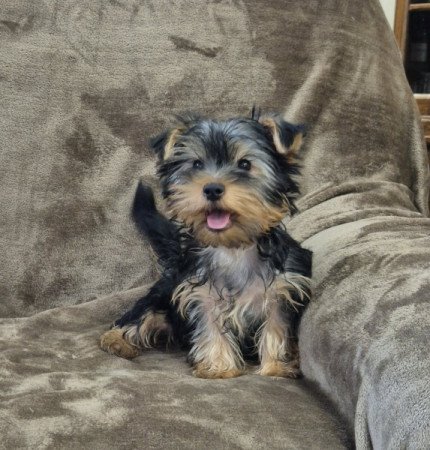 Yorkshire terrier
