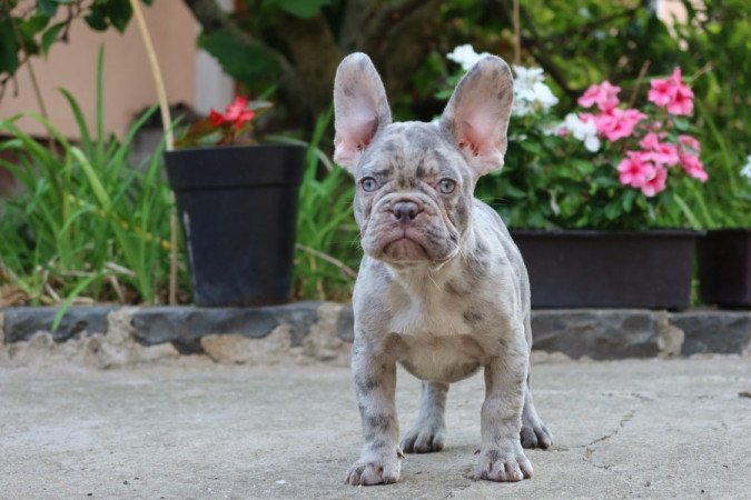 Francia bulldog