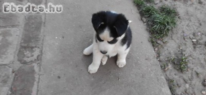 Husky fajtatiszta jellegű kutyusok eladók