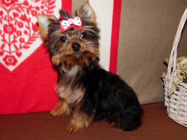 Yorkshire Terrier, Yorki